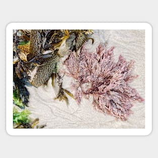 Seaweed Studies Sticker